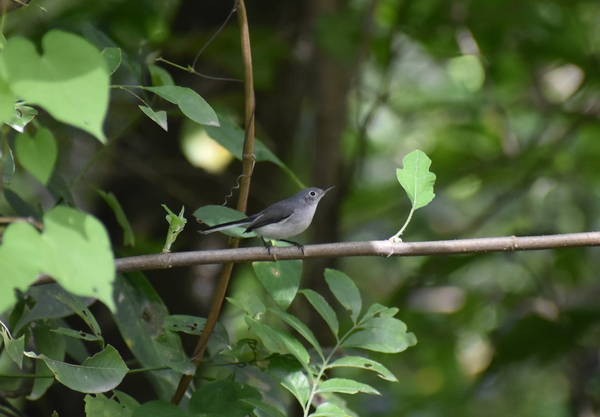 Blue-gray Gnatcatcher - ML493250711