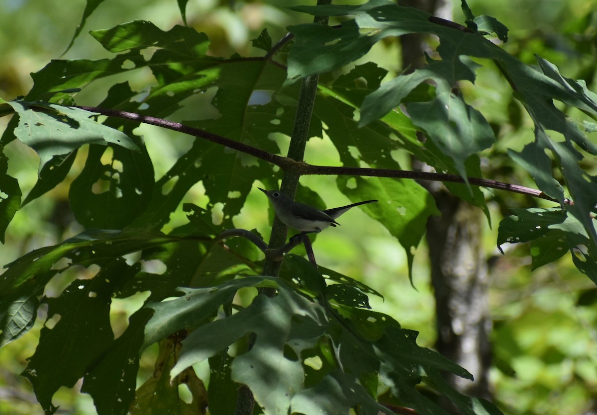 Blue-gray Gnatcatcher - ML493250731