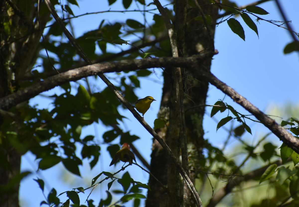 Blue-winged Warbler - ML493250911