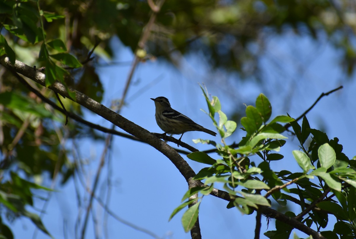 Black-and-white Warbler - ML493250961