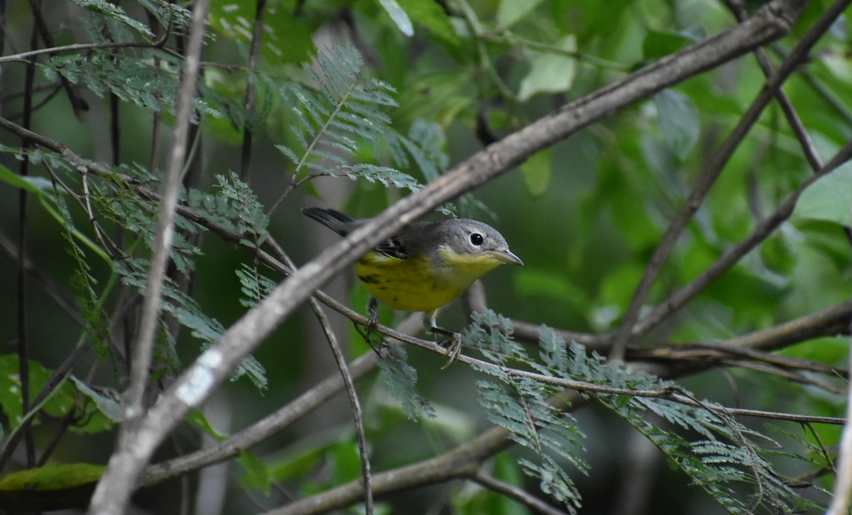 Magnolia Warbler - ML493251041