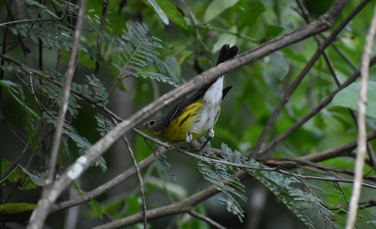 Magnolia Warbler - ML493251051