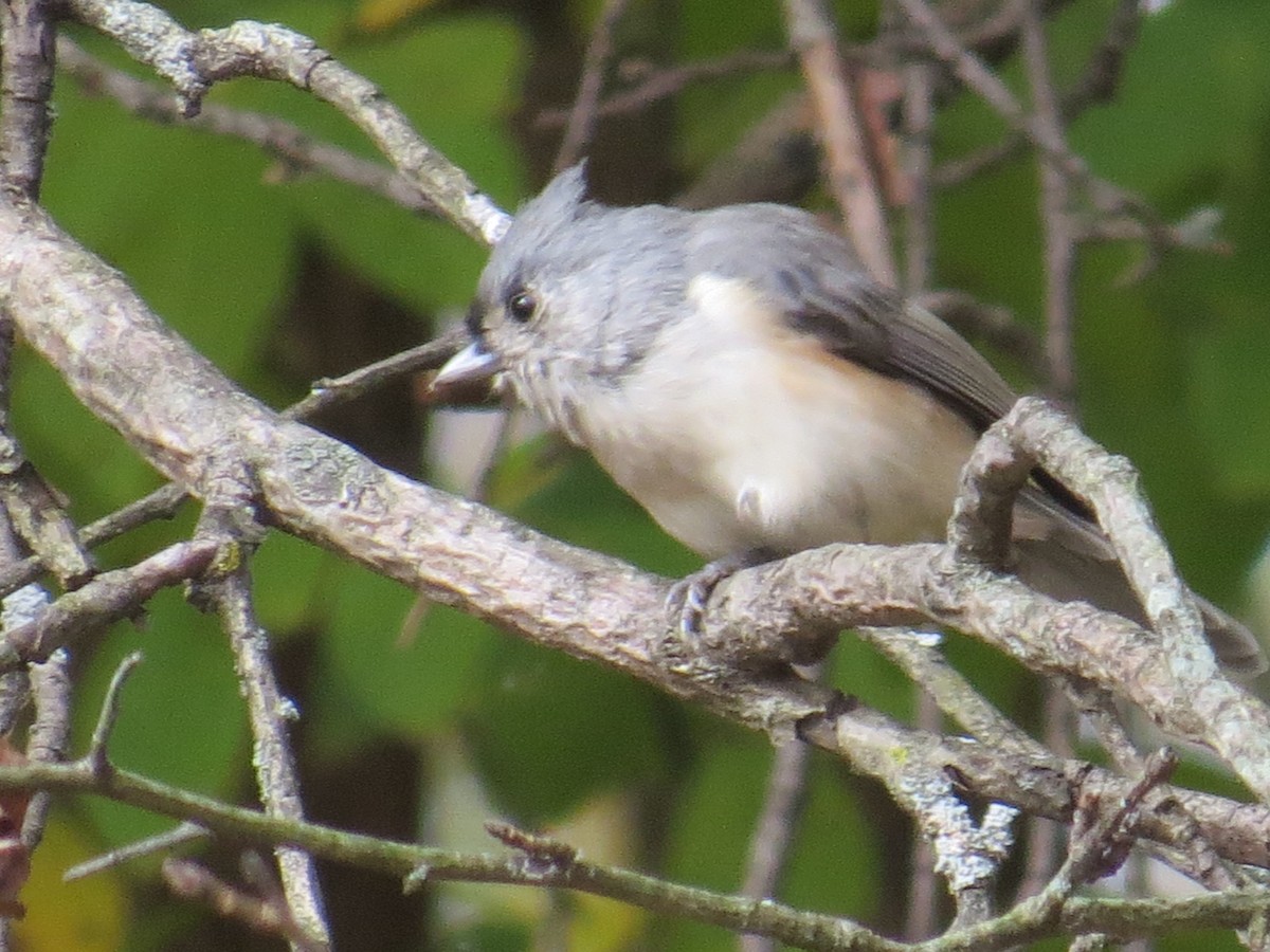 Tufted Titmouse - ML493251211