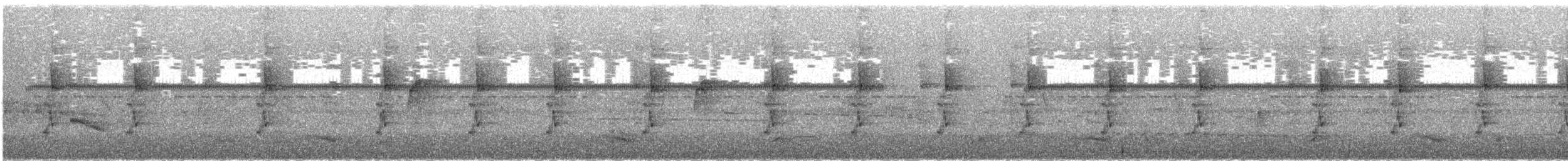 Большеклювый колибри-отшельник - ML49325191