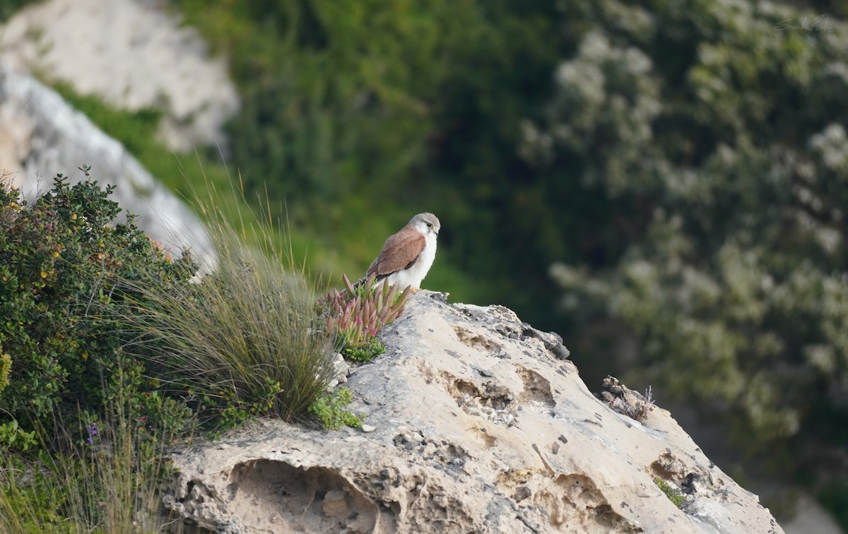 Nankeen Kestrel - ML493252001