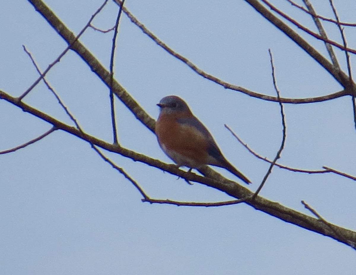 Eastern Bluebird - ML493252111