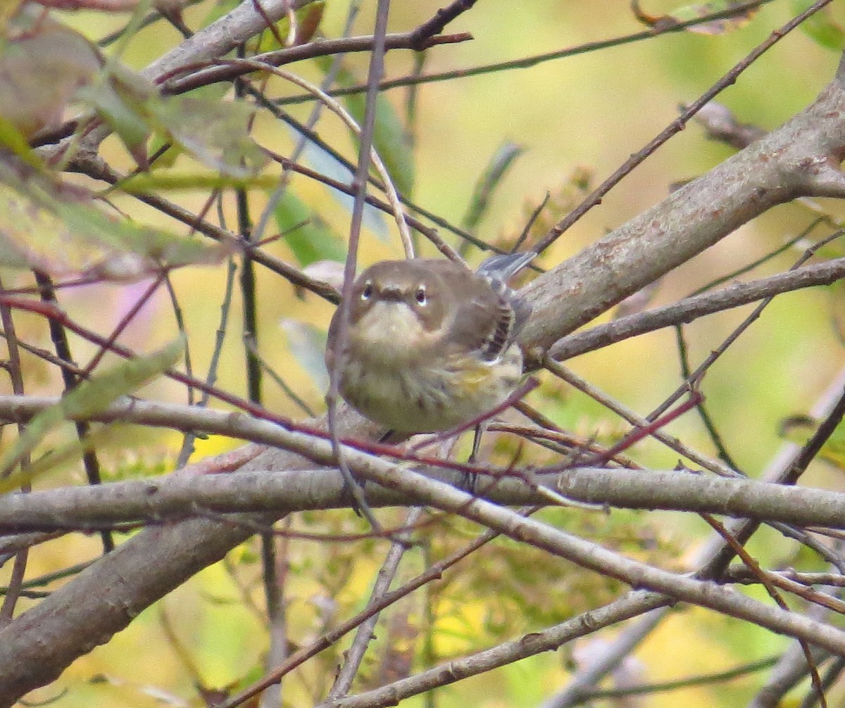 Yellow-rumped Warbler - Ethan Maynard