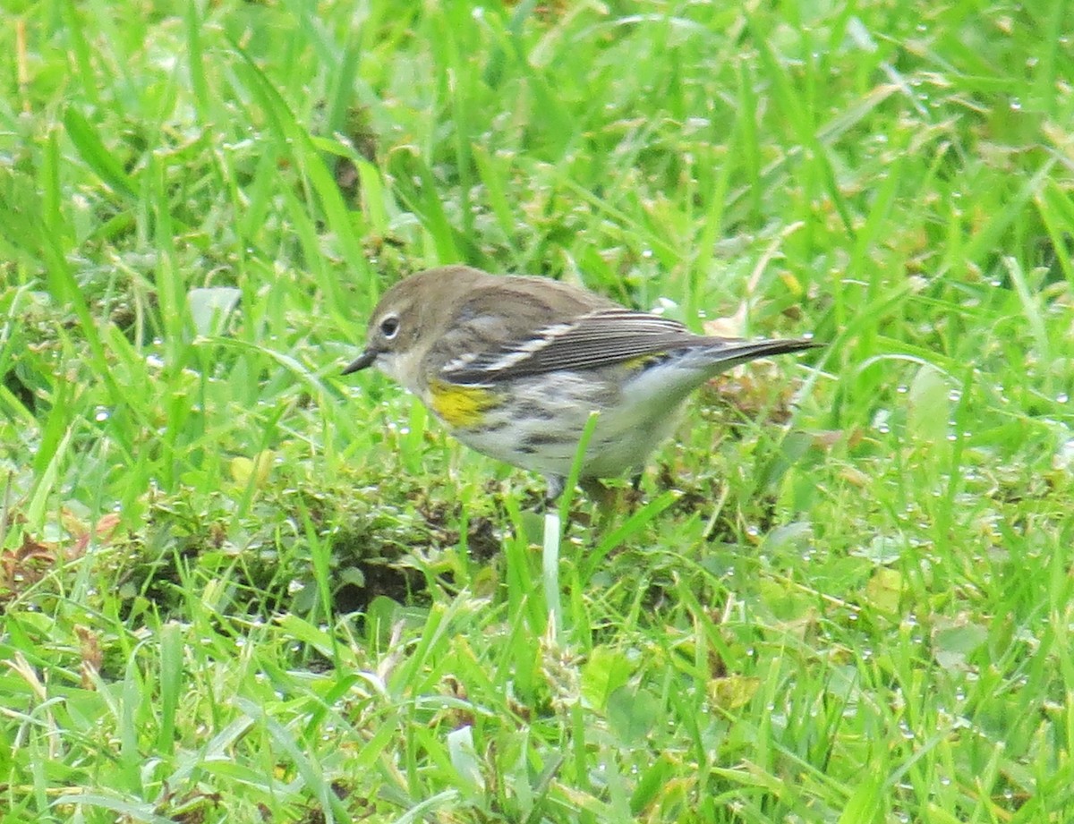 Yellow-rumped Warbler - ML493252551