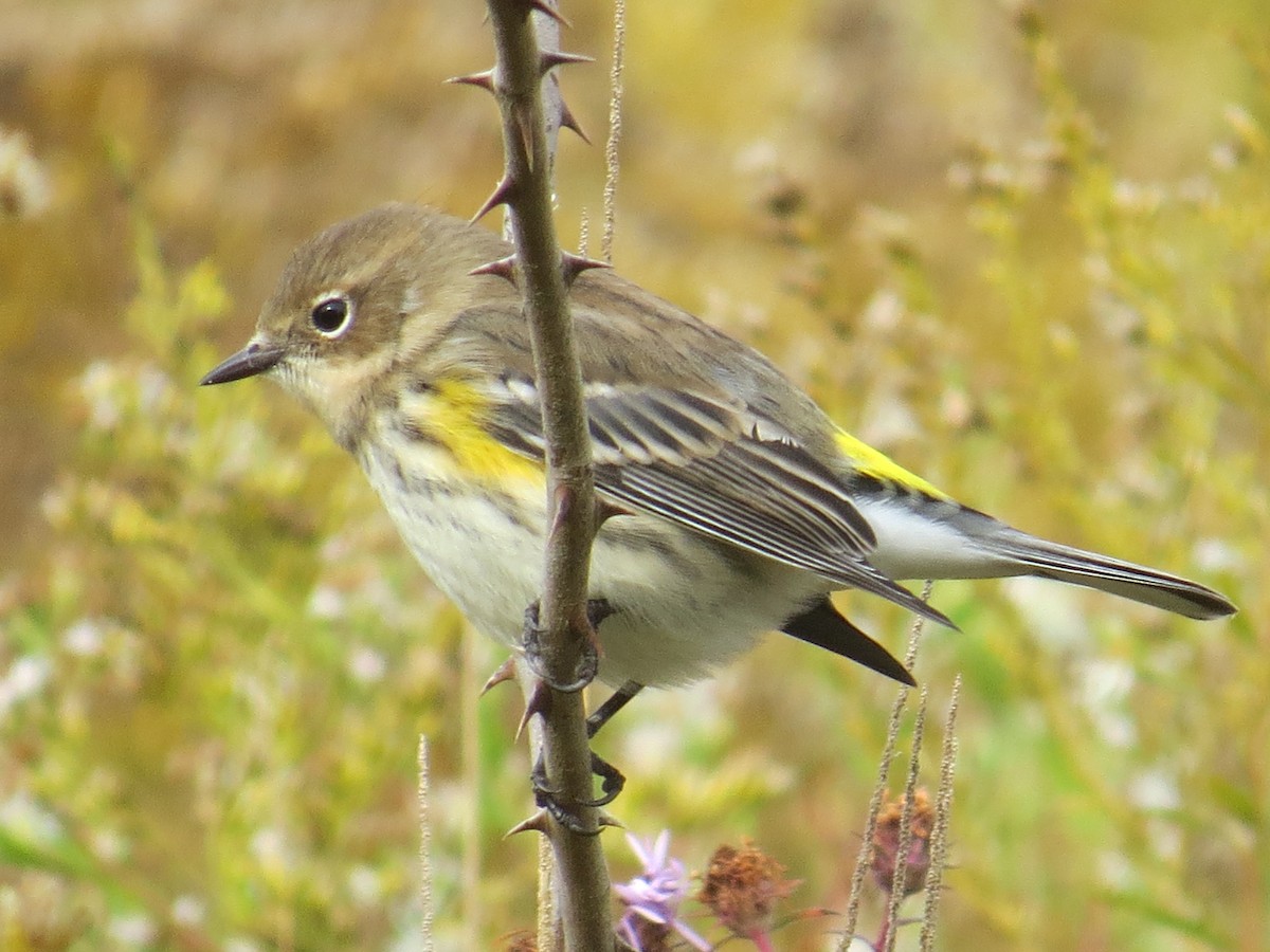 Yellow-rumped Warbler - ML493252581