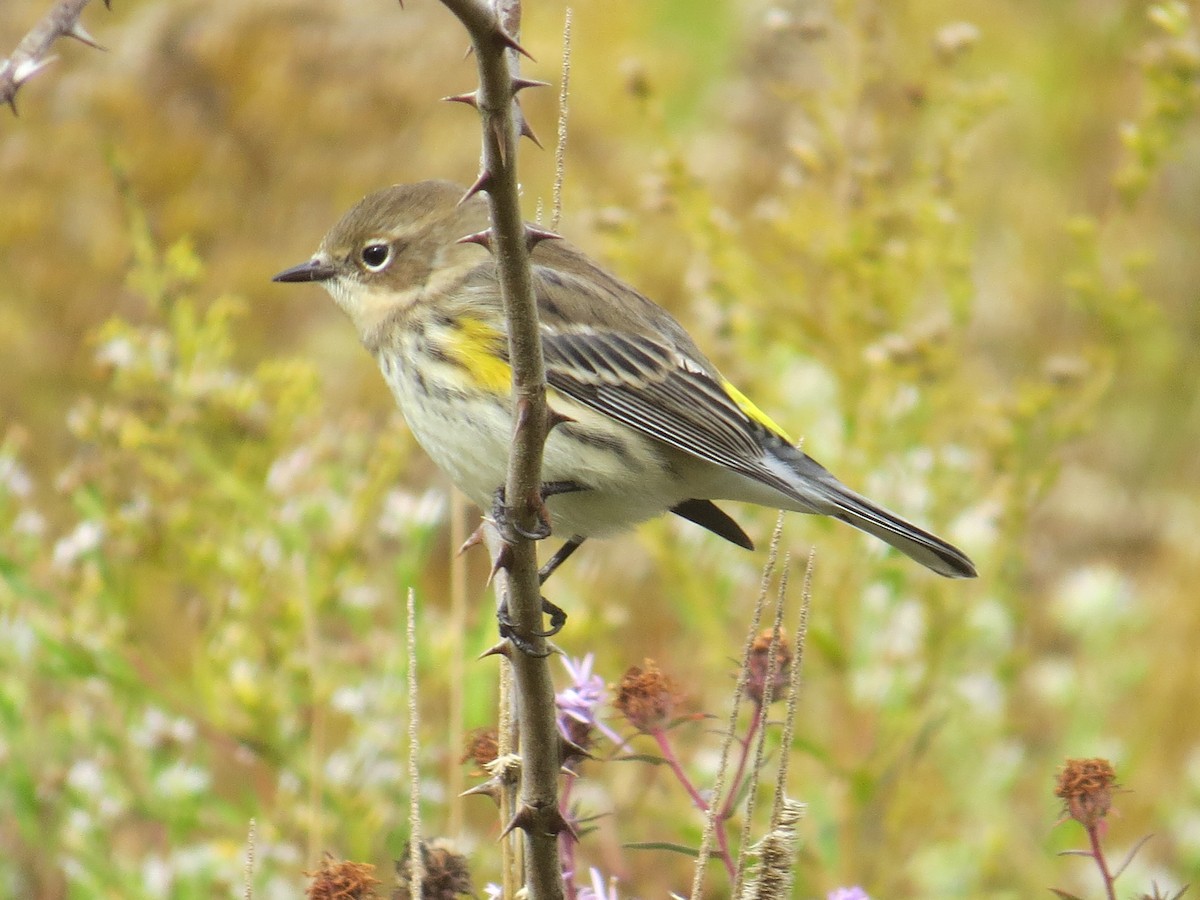 Yellow-rumped Warbler - ML493252591