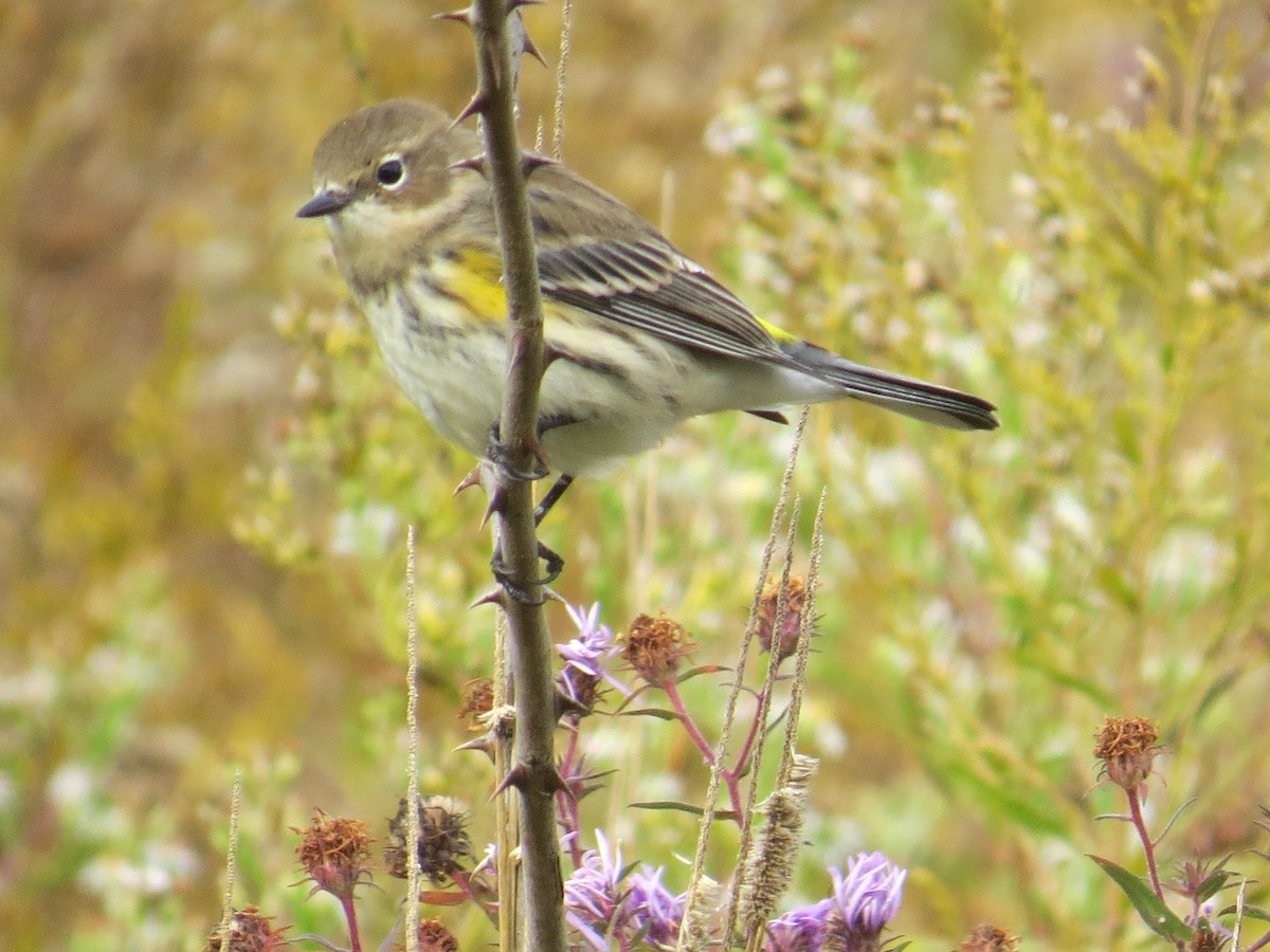 Yellow-rumped Warbler - ML493252621