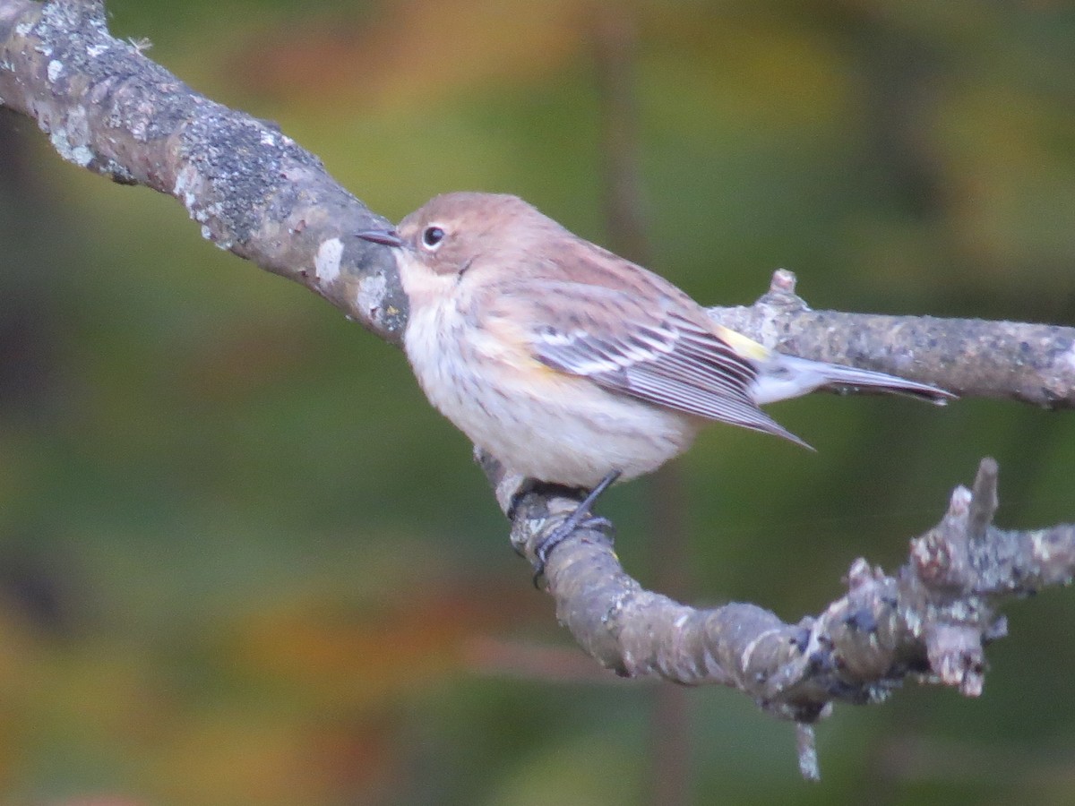 Yellow-rumped Warbler - ML493252651