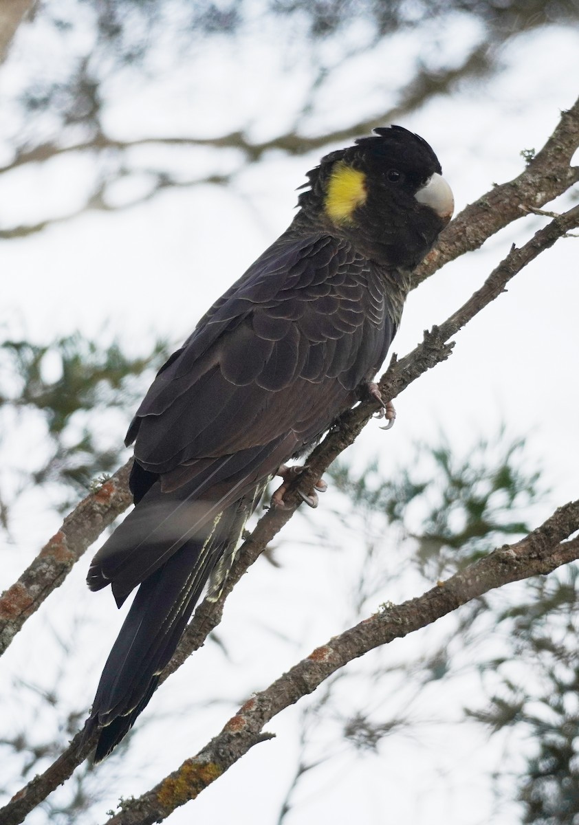 Yellow-tailed Black-Cockatoo - ML493254851