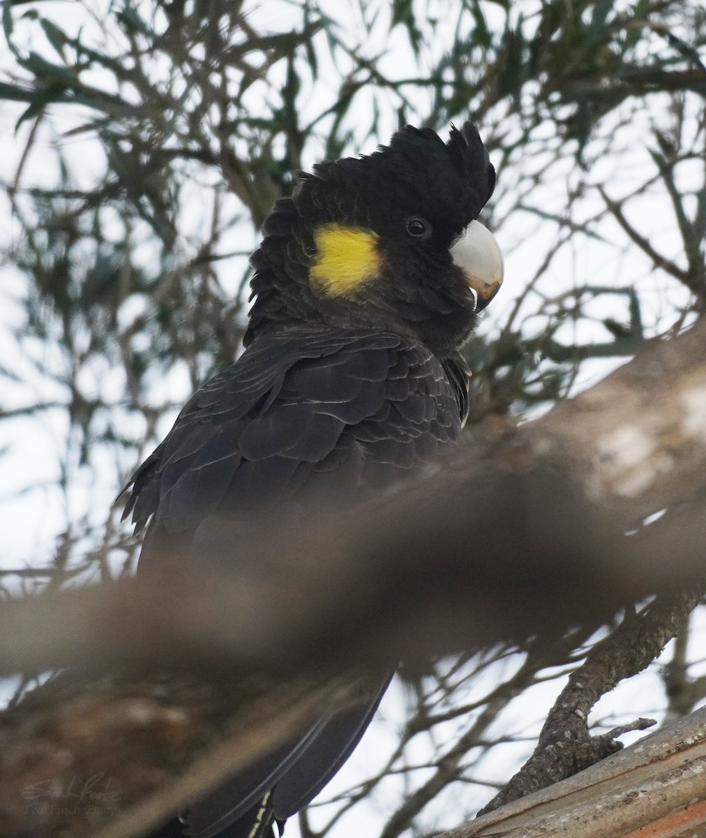 Yellow-tailed Black-Cockatoo - ML493254881