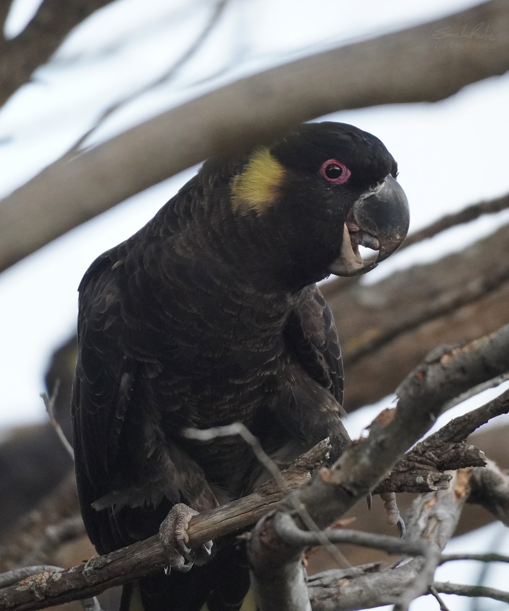 Yellow-tailed Black-Cockatoo - ML493254921