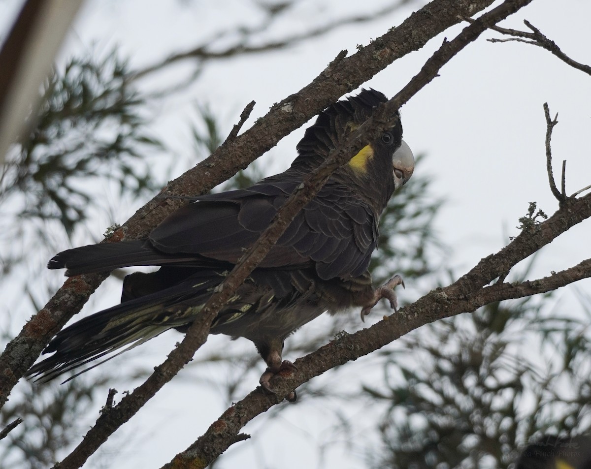 Cacatúa Fúnebre Coliamarilla - ML493254931