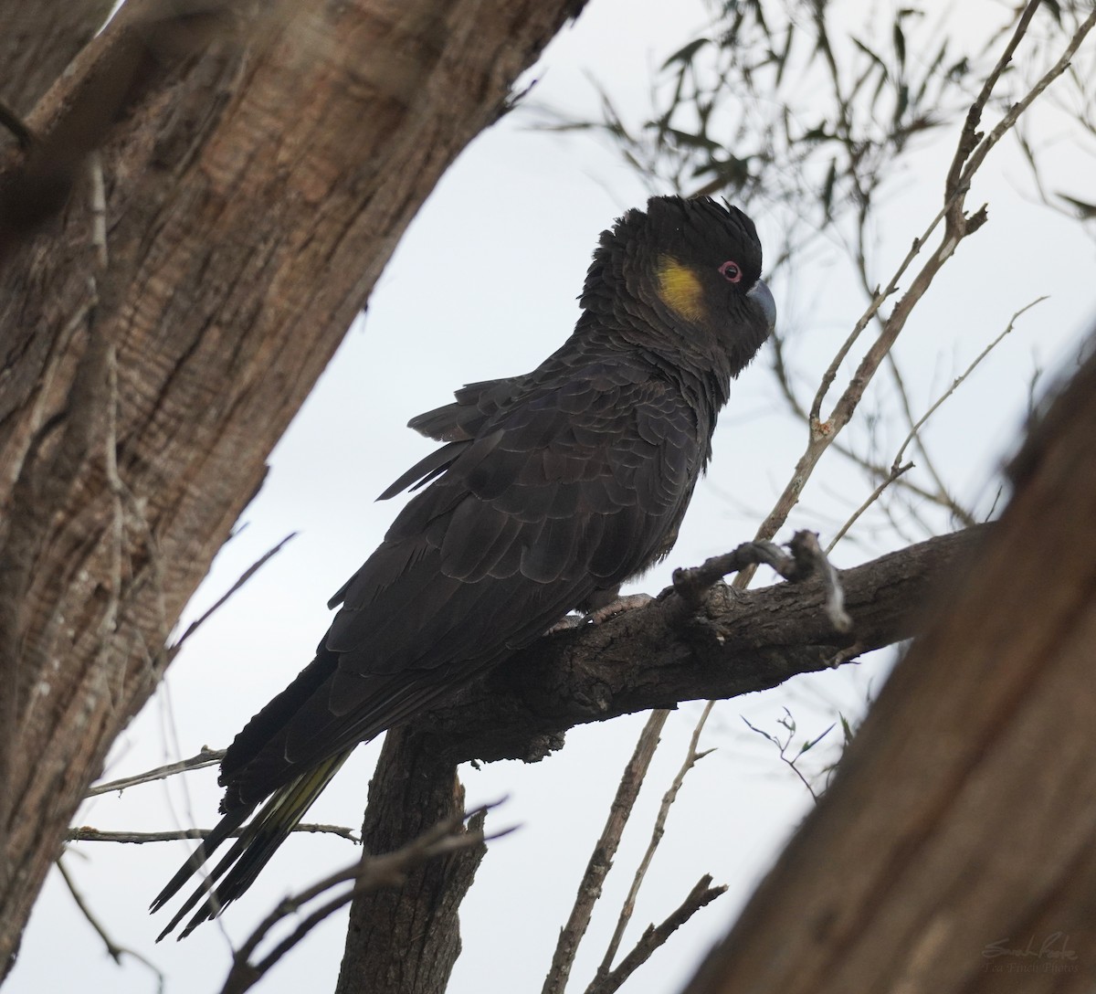 Cacatúa Fúnebre Coliamarilla - ML493254961