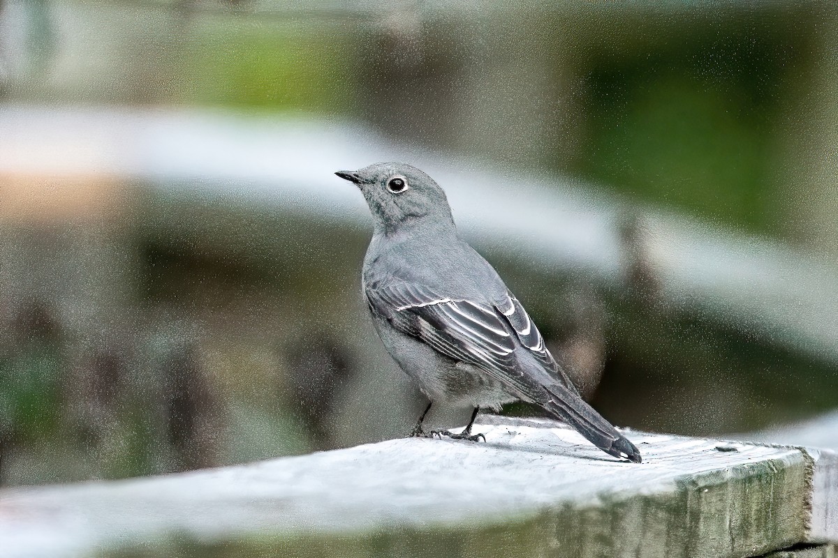 Townsend's Solitaire - Bruce Miller