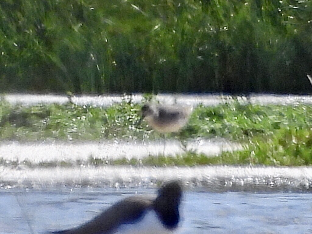 Wood Sandpiper - ML493255591