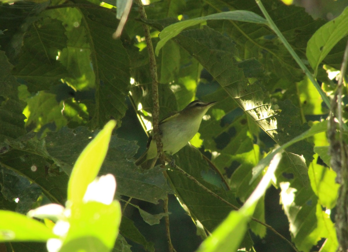 Red-eyed Vireo - ML493256211