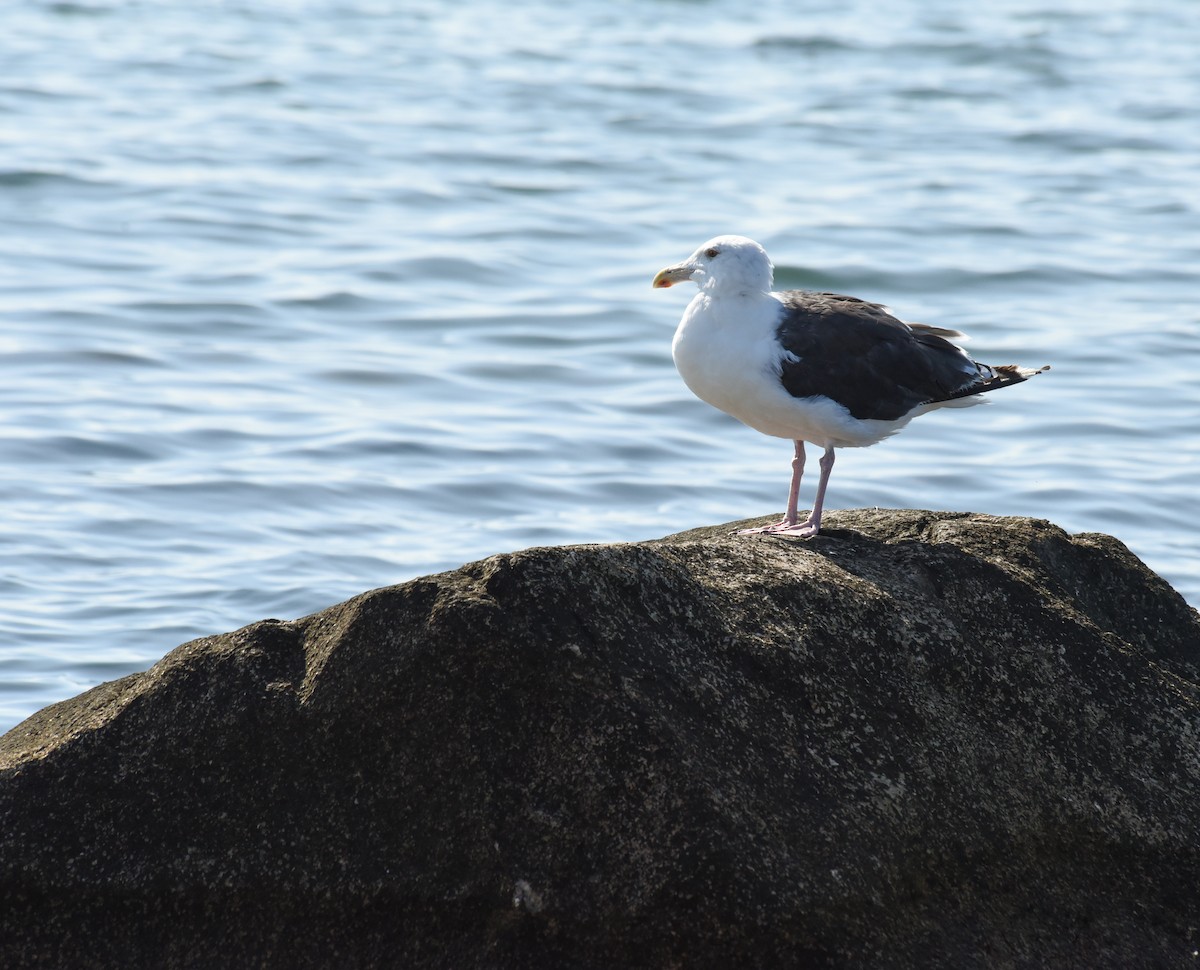 Great Black-backed Gull - Mary Hays