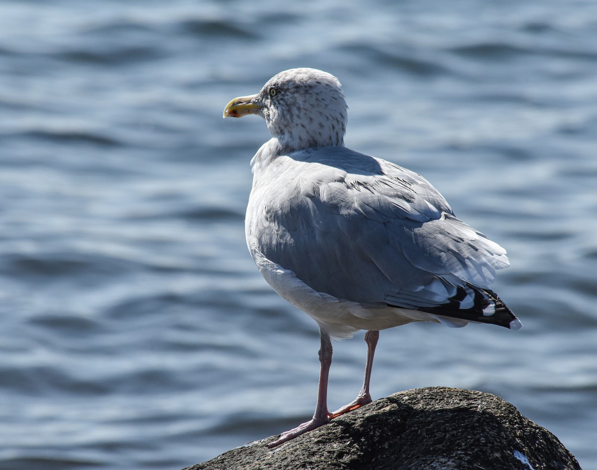 Gaviota Argéntea - ML493257321