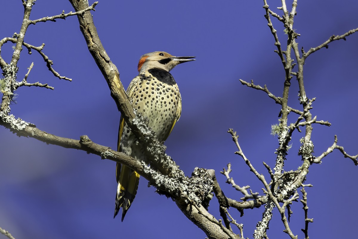 Northern Flicker - ML493257581