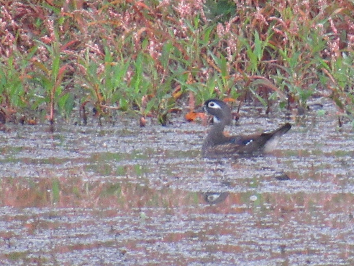 Wood Duck - ML493257861