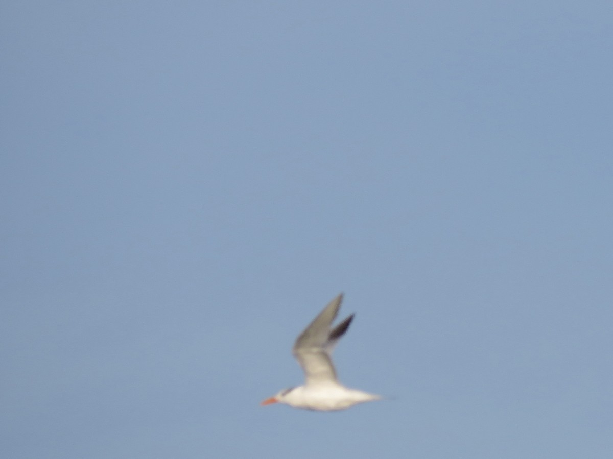 Royal Tern - ML493257941