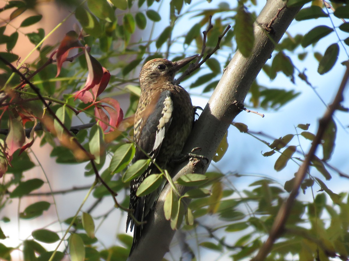 Yellow-bellied Sapsucker - ML493258401