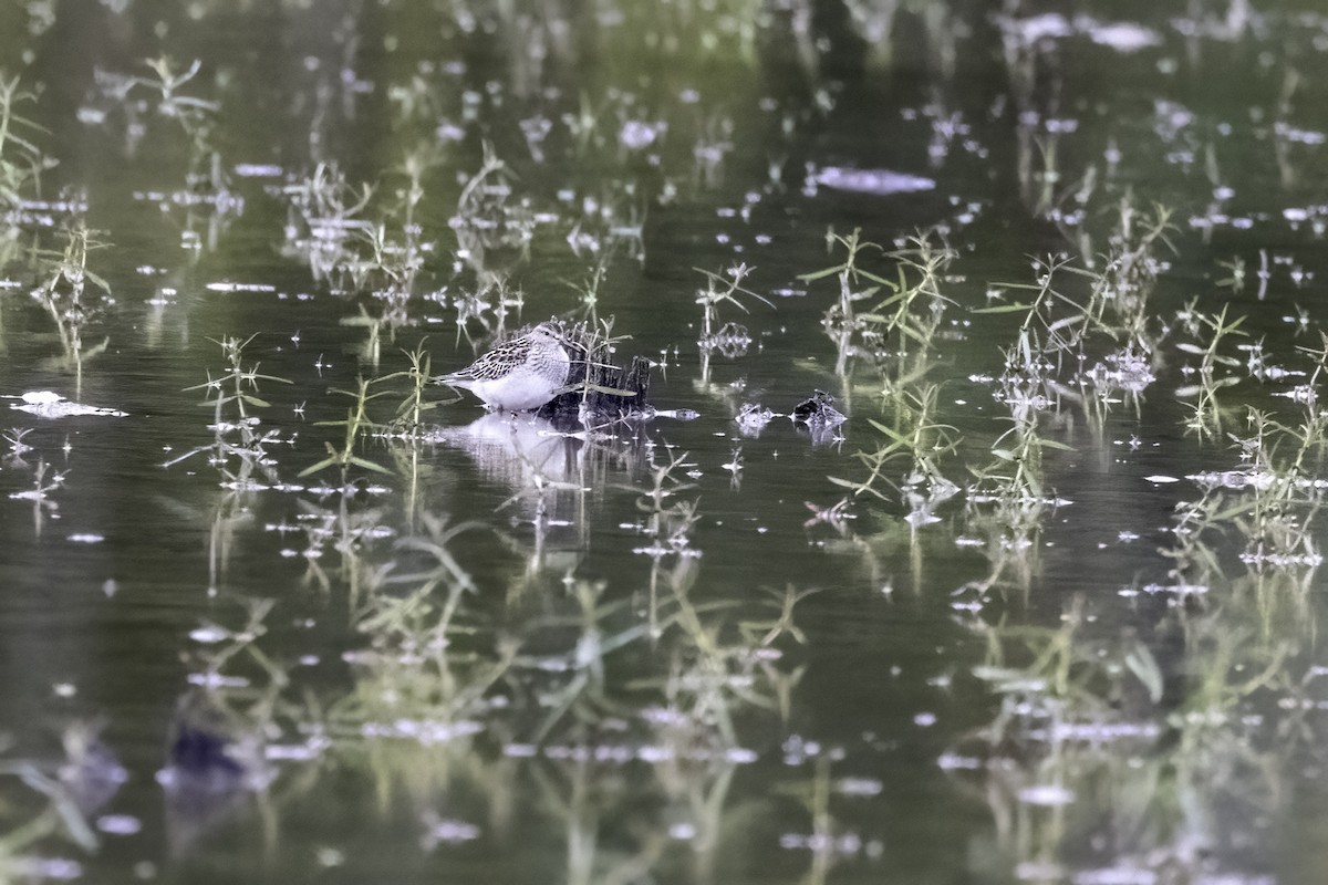 Pectoral Sandpiper - ML493258541