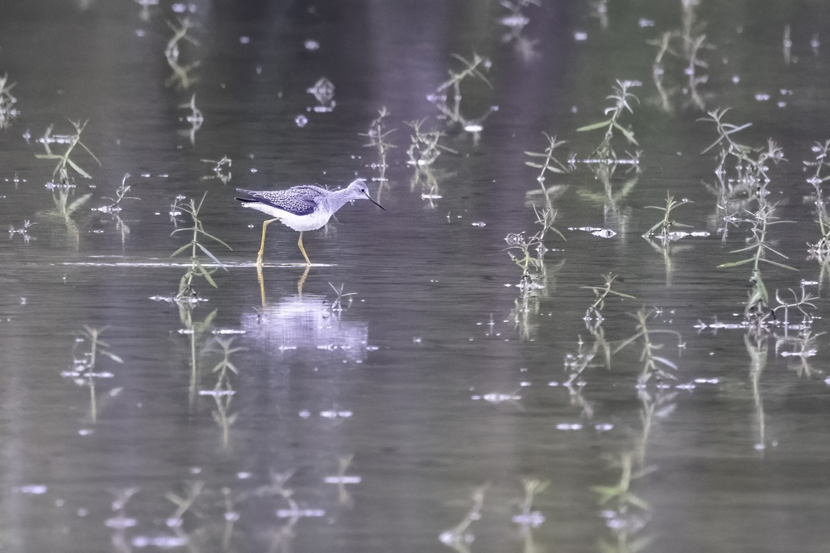 Lesser Yellowlegs - ML493258611