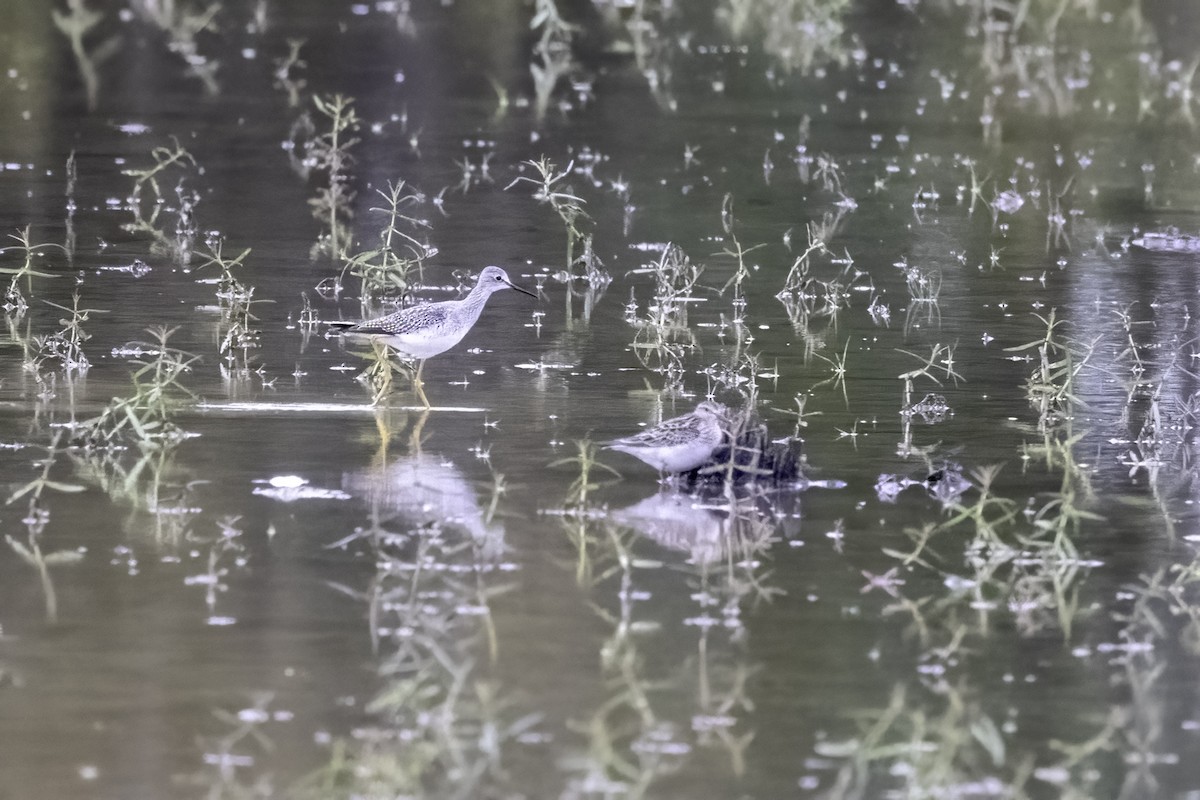 Lesser Yellowlegs - ML493258621