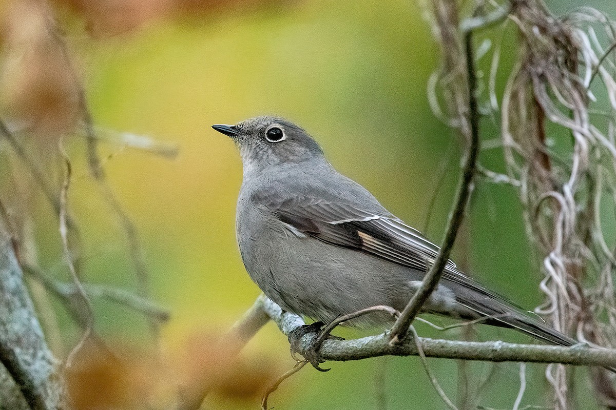 Townsend's Solitaire - Bruce Miller