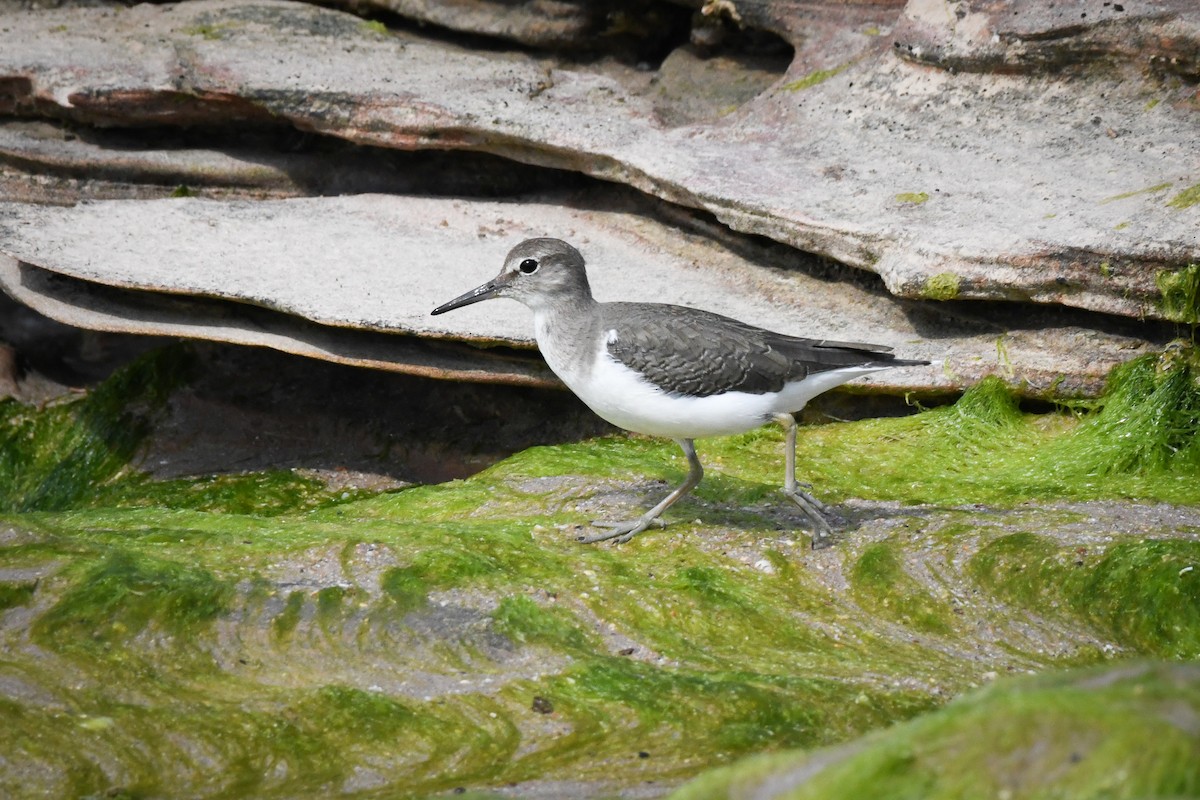 Common Sandpiper - Trevor Evans