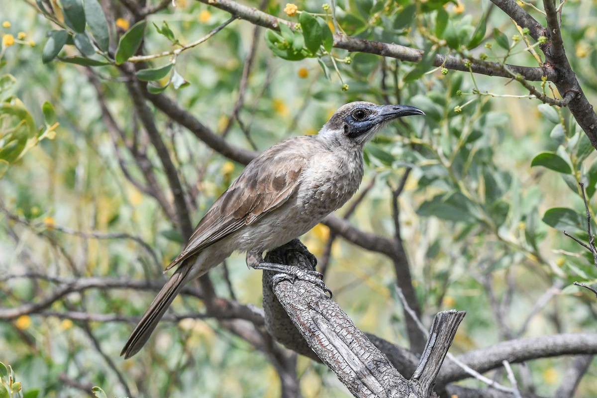 Little Friarbird - ML493258901