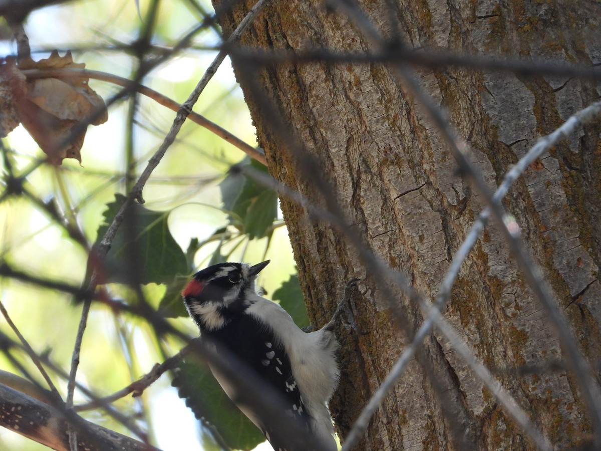 Downy Woodpecker (Rocky Mts.) - ML493259071