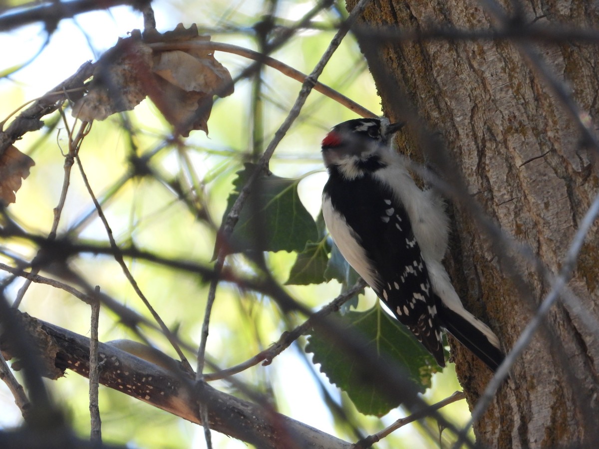 Downy Woodpecker (Rocky Mts.) - ML493259091