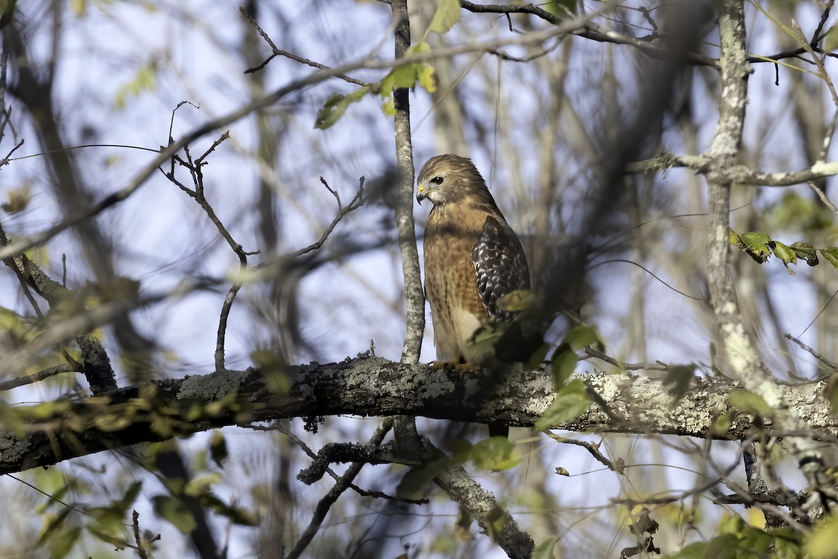 Red-shouldered Hawk - ML493259141