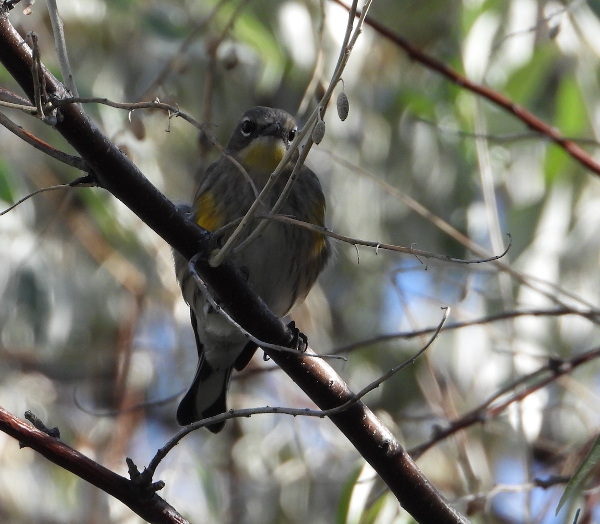 Yellow-rumped Warbler - ML493259171