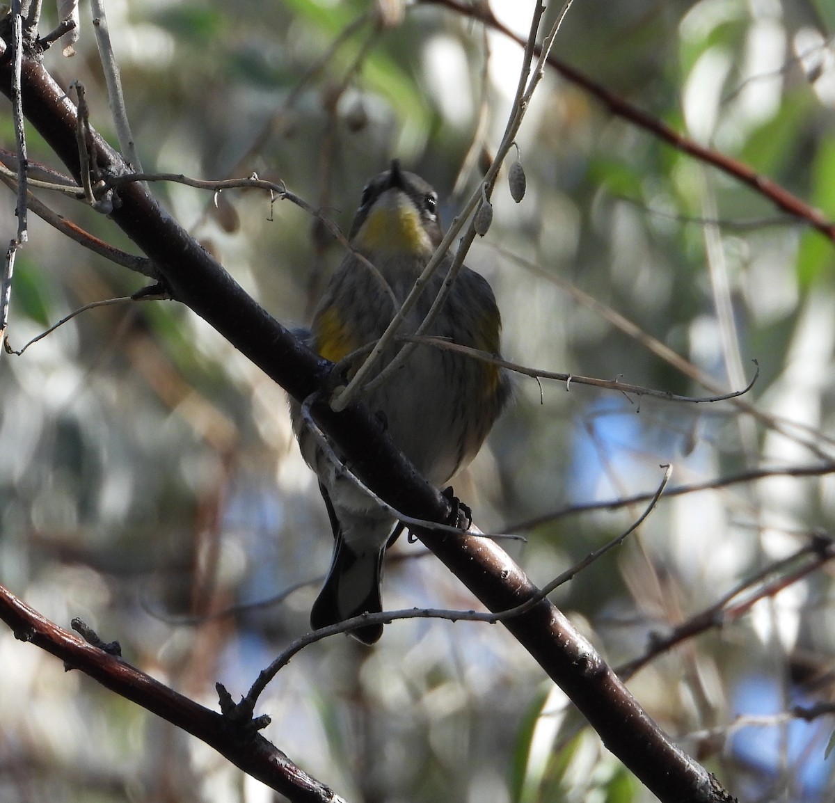 Yellow-rumped Warbler - ML493259181