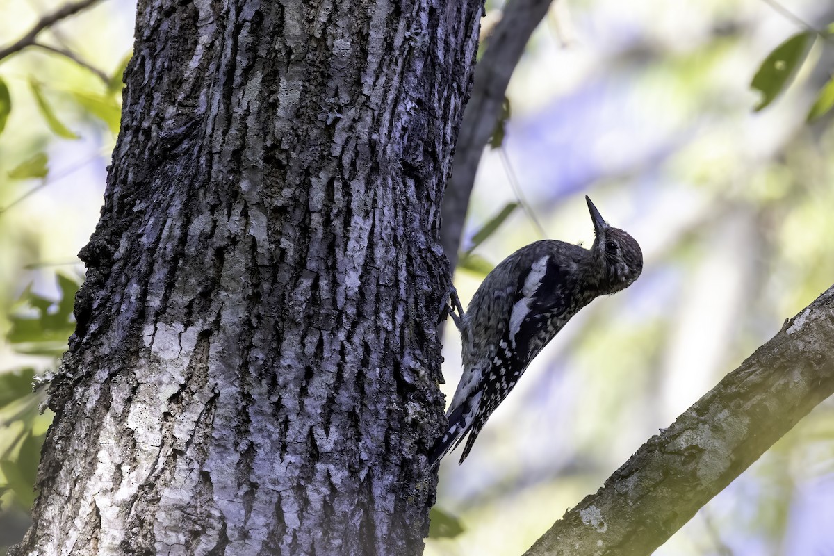 Yellow-bellied Sapsucker - ML493259191