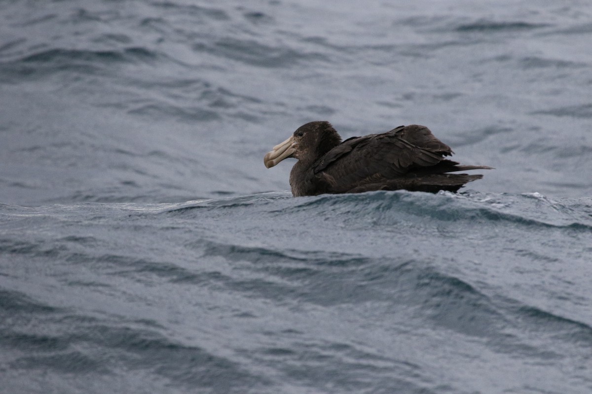 Northern Giant-Petrel - ML493259331