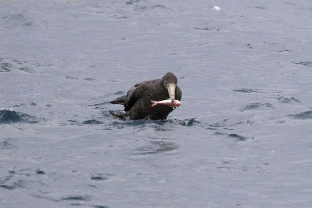 Northern Giant-Petrel - ML493259351