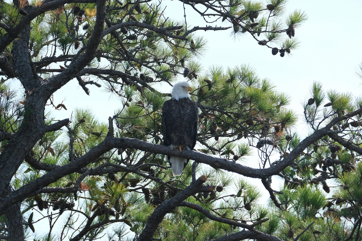 Bald Eagle - ML493260041