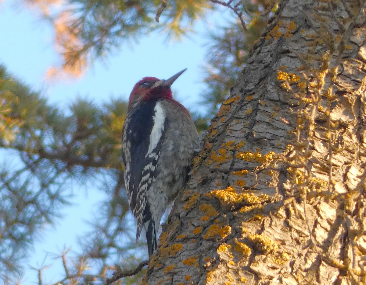 Red-breasted Sapsucker - ML493260451