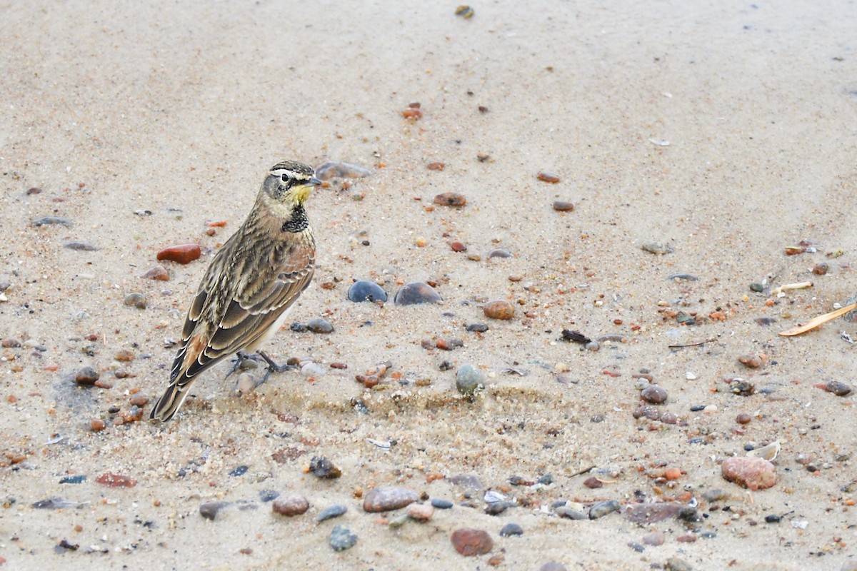 Horned Lark - Asher  Warkentin