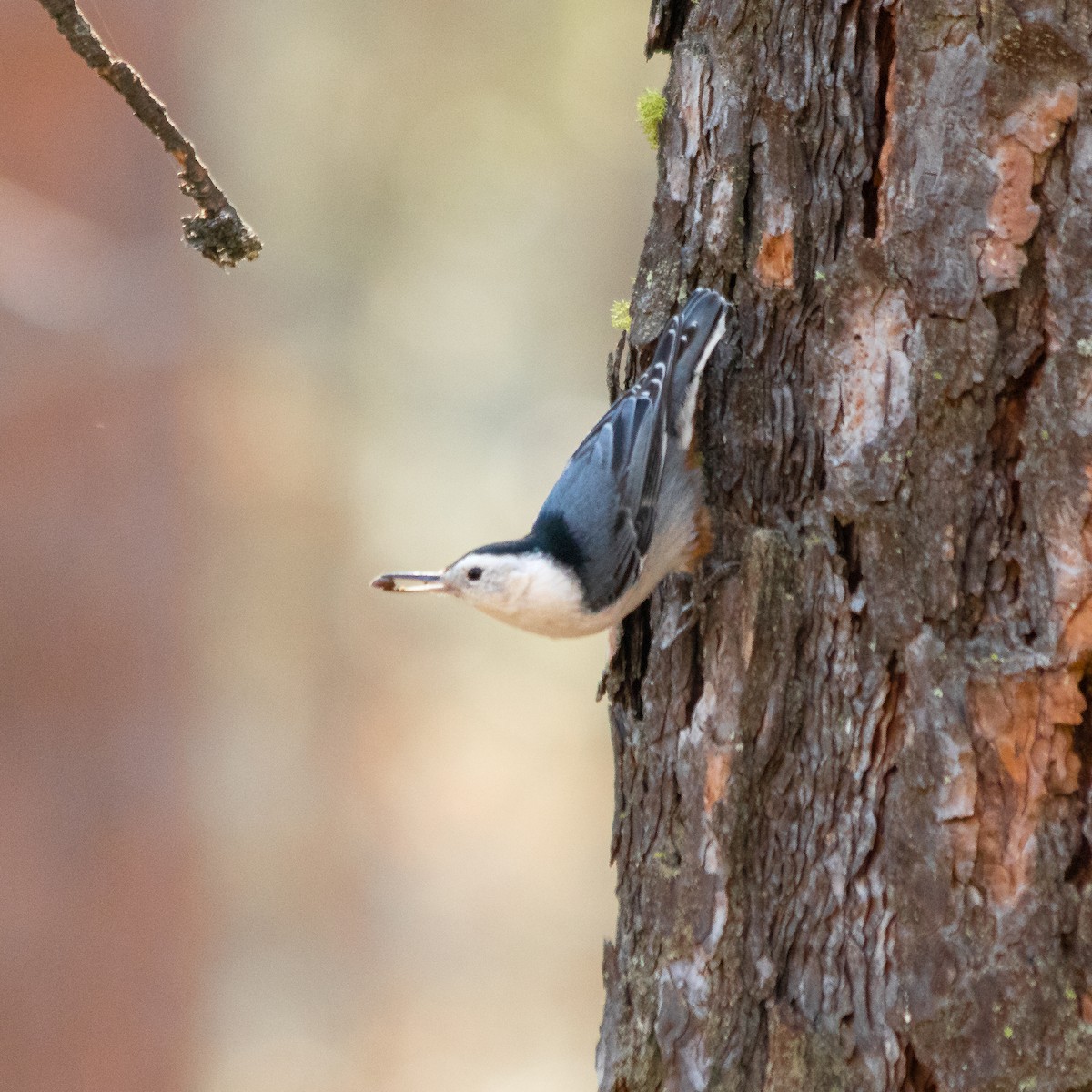 White-breasted Nuthatch - John Peter