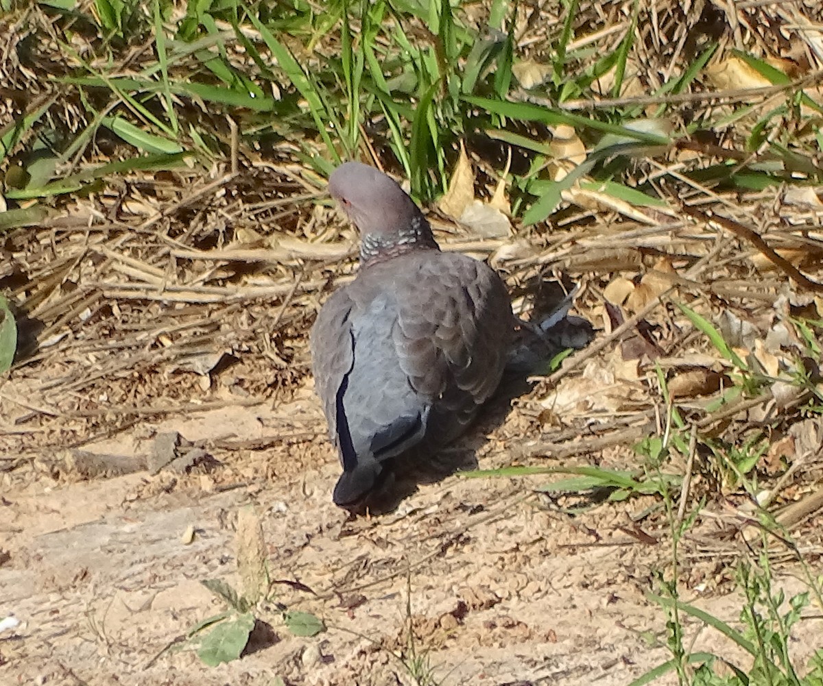 Pigeon picazuro - ML493260851