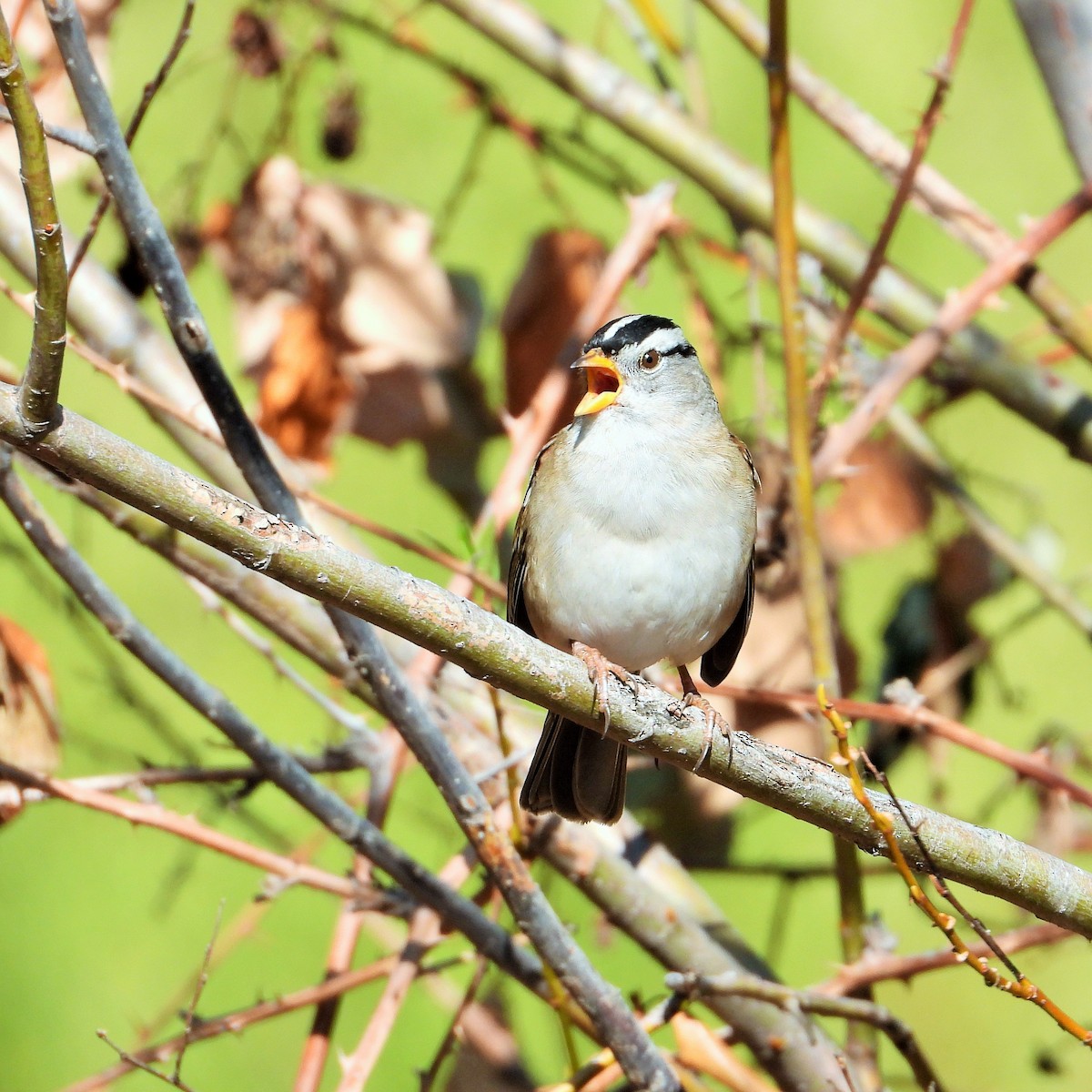 White-crowned Sparrow - ML493260891